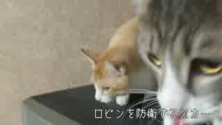 初めて大きな犬と遭遇してしまった元捨て猫たち