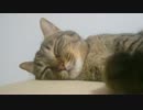 寝たい猫