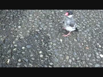 自由気ままな桜文鳥