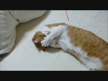 またまた爆睡中のルゥ君を狙ってみました(笑)