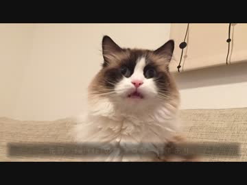 レオとしじみの新生活 Vol.32 　潜入捜査に失敗した猫