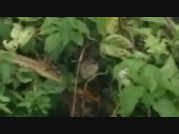 ついに幽霊にまで集団ストーカーされるようになった糖質おじさん