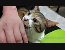 パパ「 やめなさい、歯が悪くなっちゃうよ」