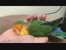 暑さで溶けるインコ(お昼寝中)