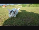 【捨て猫５７】散歩に行ったら二匹とも逃げるた（涙）