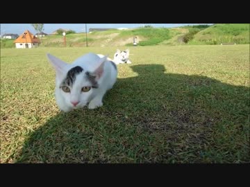 【捨て猫５７】散歩に行ったら二匹とも逃げるた（涙）