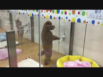 ダンシングわんこ