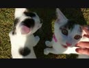 【捨て猫５８】犬のように付いて来る猫（笑い）