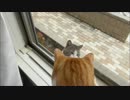 窓の外にいたのは・・・