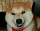 ロクリアン正岡：トランペット二重奏曲「柴犬賛歌」2011（楽譜はＨＰに）