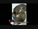 ゆっくりガンオンー名前はまだ無い！（ジ・Ｏジャブロー編）