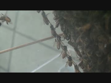 透明巣箱を覗いてみた！