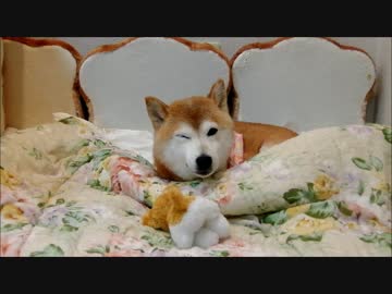 柴犬ひかり13才をのんびり鑑賞♪