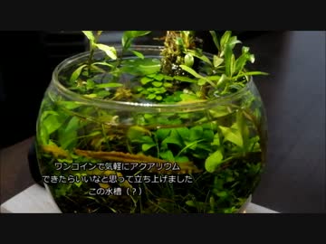 【ゆっくり】ワンコインアクアリウム