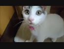 【捨て猫５９】帰宅しました(沙*･ω･)