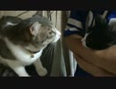 車にひかれそうだった猫が拾われたので先輩猫に会わせてみた