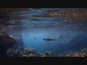 カモノミうみたび！八丈島シュノーケリング編