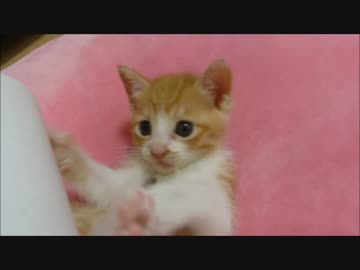 赤ちゃん猫「もっと遊んで～」