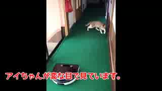 猫。ロボット掃除機との出会い。