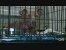 洪水で置き去りのペット救出、溺れかけた犬も　