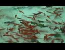 金魚すくいでのハプニング