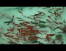 金魚すくいでのハプニング