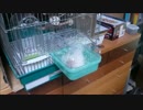 残暑見舞い