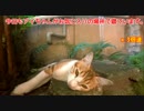 猫vs虫。ハプニング発生！？