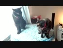 けんかっぽいの始めた猫