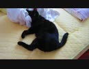 ごろ寝こ
