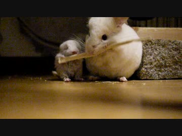 【チンチラ】パパとつむぎちゃんのパパイヤを巡る骨肉の争い