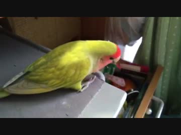 マスキングテープが嫌い