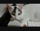【捨て猫６１】　猫とピアノ