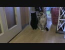【143】ジャン❤︎ポン　パパのお風呂は今じゃ待ち合わせ場所？
