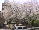 桜が咲いていたので撮ってみた