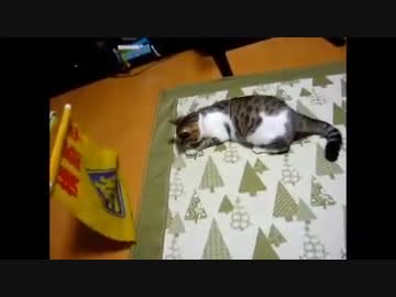 横断旗で闘猫