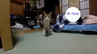 猫vsドローン。猫にもっていかれそうになる。