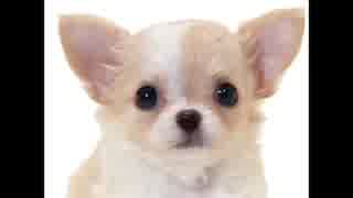 【糞動画】アイロニ（R18）歌ってみた