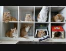 【マンチカンズ】猫マンションを満室にしてみた
