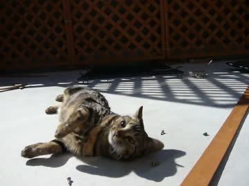 ベランダでごろごろ転がる猫