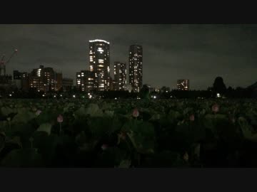バイノーラル録音 鈴虫 2016.8/30