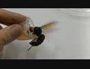 放し飼いのオオスズメバチ女王に給餌