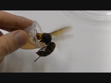 放し飼いのオオスズメバチ女王に給餌