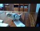 忍び足なオカメインコ