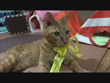 ネコさんが無事１７歳の誕生日を迎えたのでお祝いした