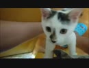 【捨て猫６２】かまってーと猛アピールしてくる刹那くん