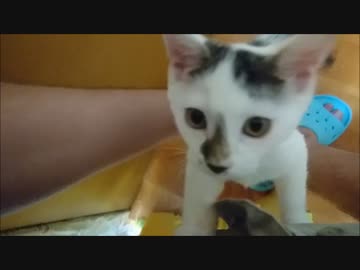 【捨て猫６２】かまってーと猛アピールしてくる刹那くん