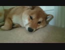 おねむな柴犬を起こす方法