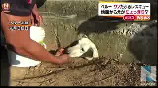 頭が側溝の穴に挟まった犬、住民らが救出