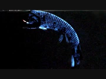 深世界ゟ「深海発光生物の世界」(01 of 02)